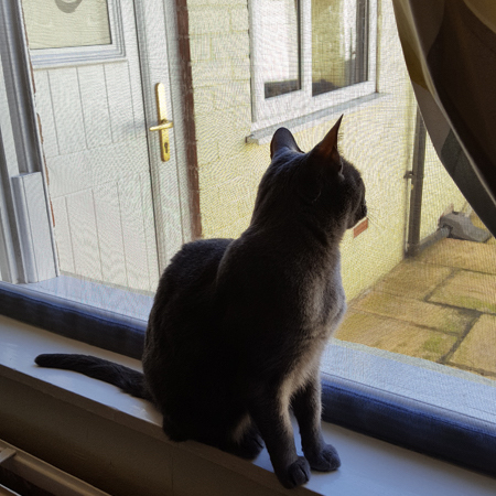 Cat Proof Window Screen 1000mm x 1000mm / 39" x 39", image 5