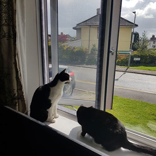 Cat Proof Window Screen 1000mm x 1000mm / 39" x 39", image 9
